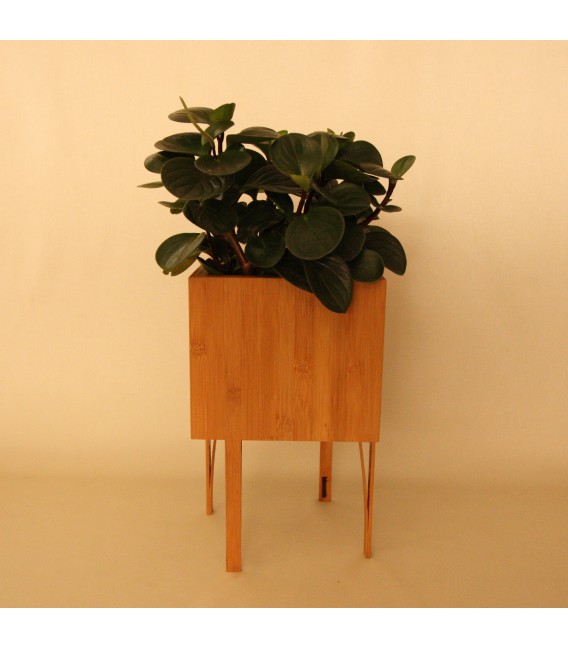 Bloooms Plant Pot BB